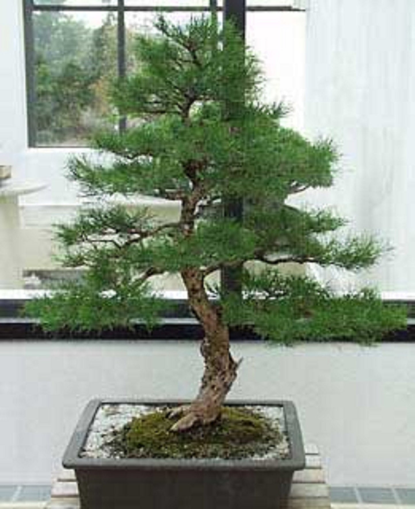 20 Seeds Pino Australiano, Horsetail Tree Seeds, Heirloom Bonsai Tree
