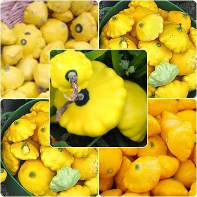 5 Seeds Yellow Bush Scallop Summer Squash Seeds, Pattypan, Vegetable, Natural, Non GMO, Heirloom