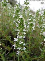 250 Seeds Natural Mediterranean Thyme Seeds, Oregano, Aromatic, Natural, Non GMO, Heirloom
