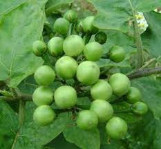 25 Seeds Thornless Pea Eggplant, Green Jade Bunch Eggplant, Pheuang Phueang Manee, Thai Vegetable