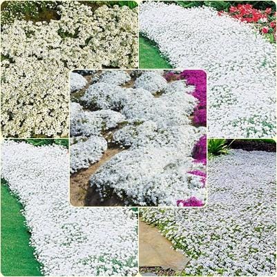 500 Seeds White Creeping Thyme & Rock Cress Ground Cover, Non‑GMO, Perennial Pollinator-Friendly Blooms