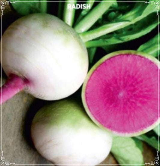 200 Seeds Chinese Red Radish Seed, Watermelon, Natural, Non GMO, Daikon, Oriental Radish, Mooli