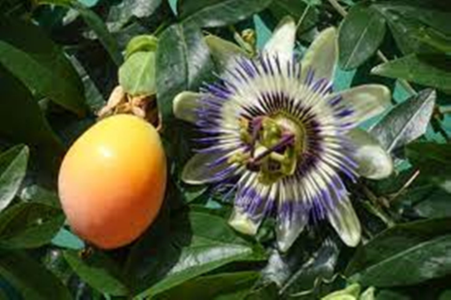 20 Seeds Passionflower Seeds, Passiflora Caerulea Natural, Non GMO, Heirloom