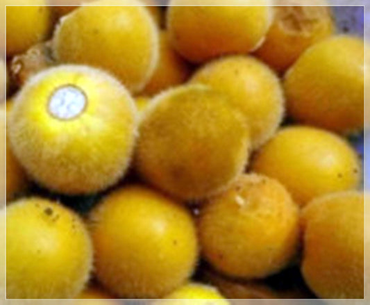 10 Seeds Solanum Ferox, Indian Nightshade, Hairy Eggplant, Edible, Terong Bulu, Aubergine, Natural