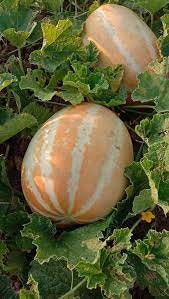 10 Seeds Golden Thai Melon, Singapore Melon, Natural, Non GMO