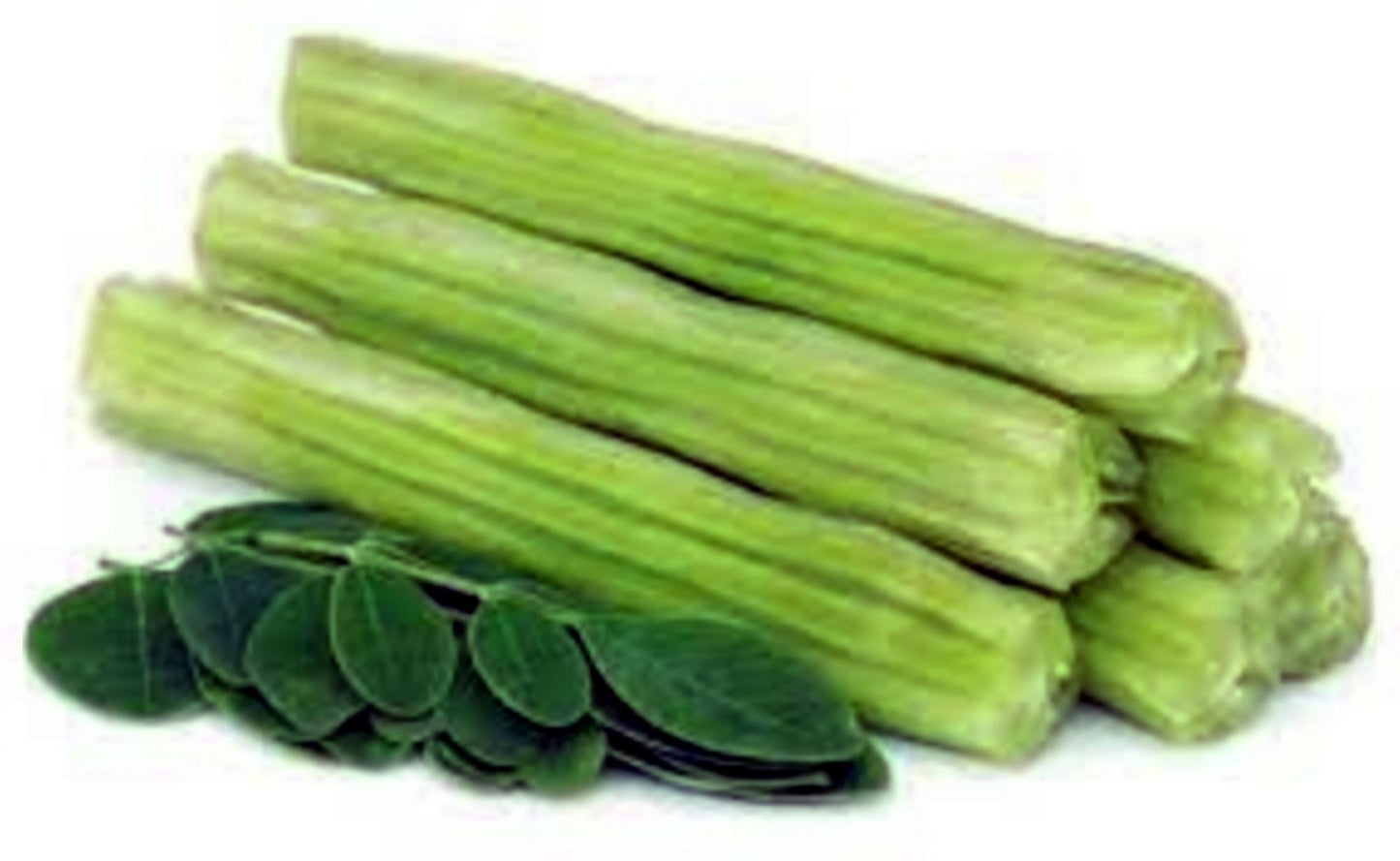 3 Seeds Moringa Drumstick Seeds, Horseradish Tree, Malunggay, Natural