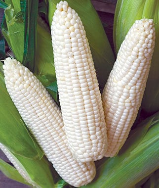 10 Seeds Big White Corn, Thai Waxy Corn, F1, White, Sweet, Large, Disease Resistant, Non GMO