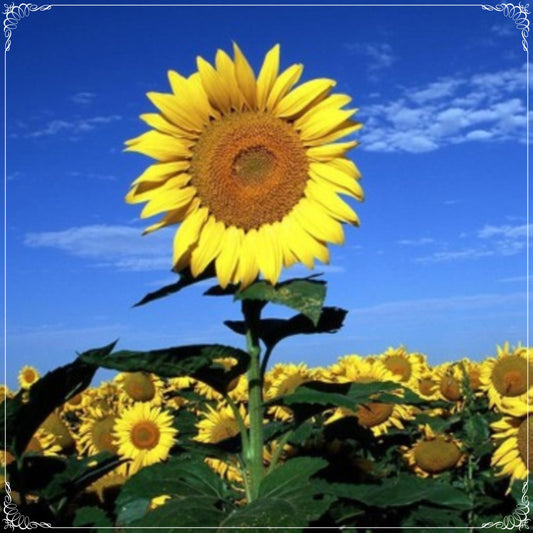 10 Seeds Natural White seed Sunflower Seeds, Natural, Non GMO, Heirloom, Helianthus