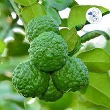 5 Seeds Fragrant Kaffir Lime, Kieffer Lemon Tree, Makrut, Magrood, Thai Local, Natural, Non GMO