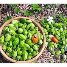 5 Seeds Mini Ridge Gourd, Luffa, Manoi Om Am, Thai Sponge Angled Loofah, Square Zucchini, Prolific