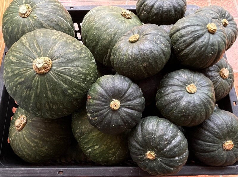 5 Seeds Japanese Pumpkin, Kabocha Squash, Thai Vegetables, Green Japanese Squash, Non GMO