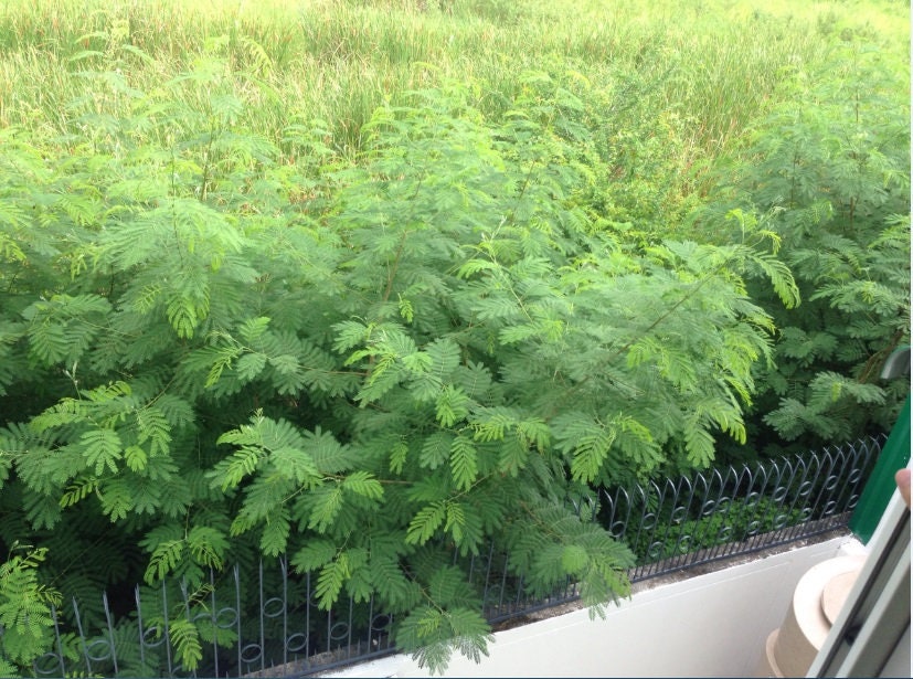 20 Seeds Acacia House Lead Tree, Jumbay, Pearl Wattl, River Tamarind, Thai Plant, Natural, Non GMO