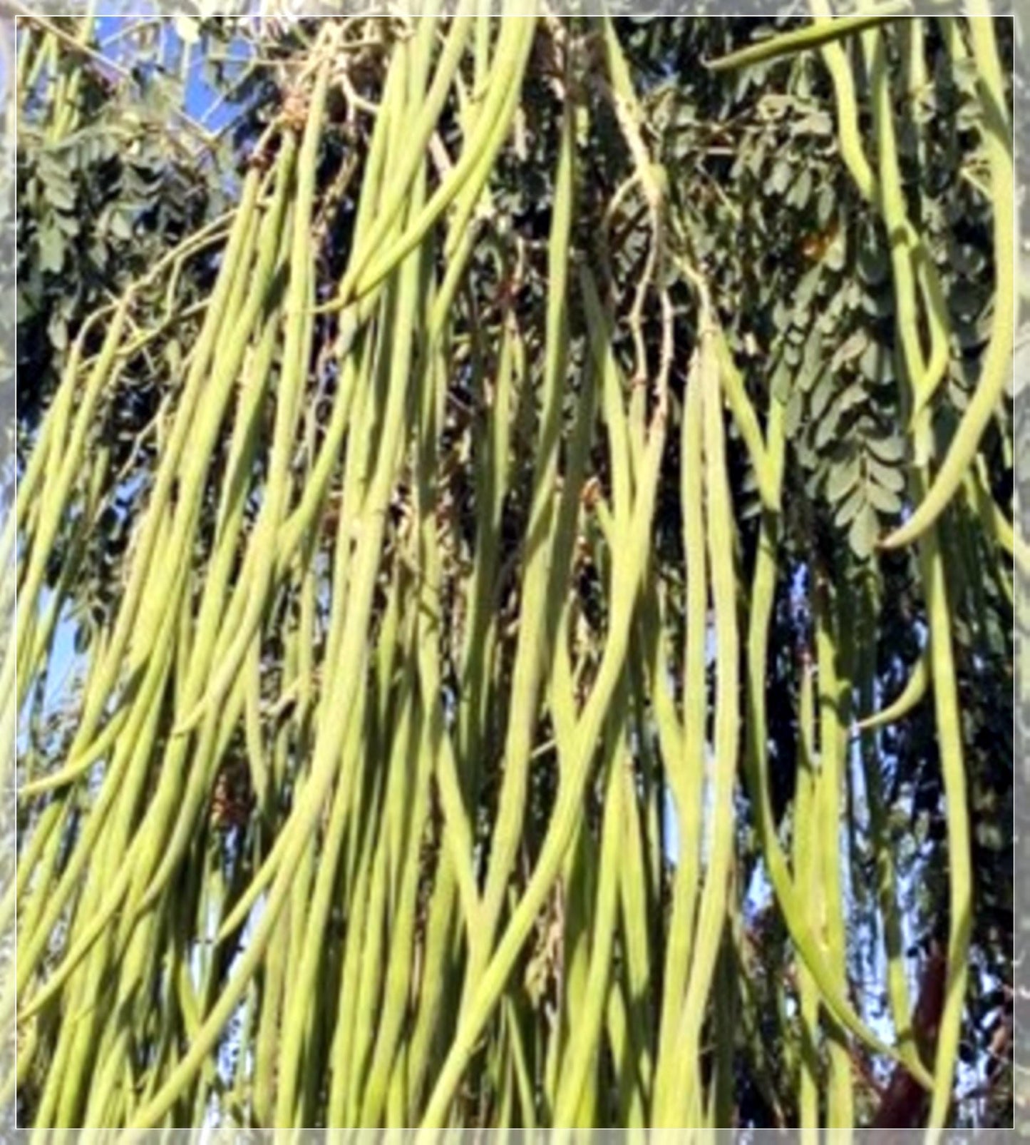 3 Seeds Moringa Drumstick Seeds, Horseradish Tree, Malunggay, Natural