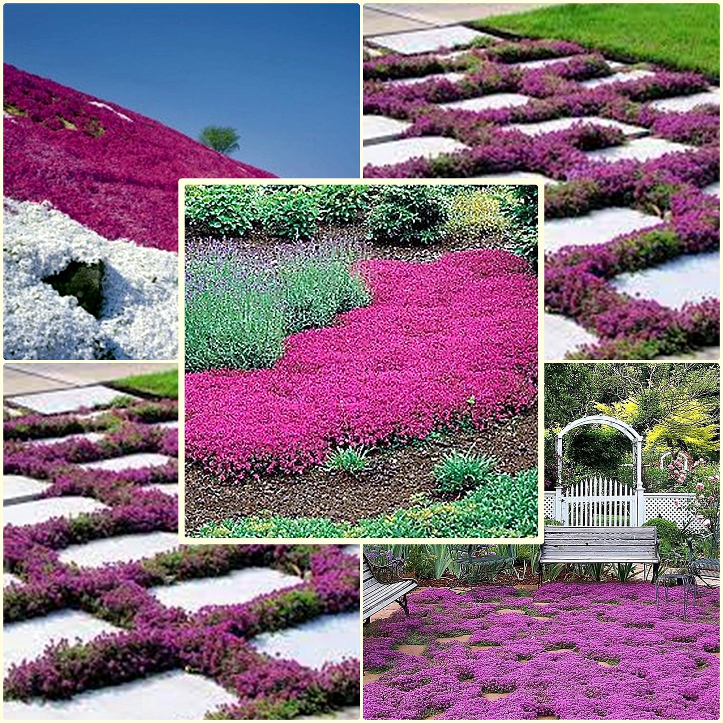 100 Seeds Red Creeping Thyme, Rock Cress, Thymus Praecox Coccineus, Natural, Non GMO