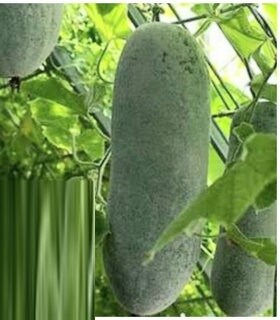 10 Seeds Jumbo Wax Gourd, Thai Squash, Natural, Non GMO