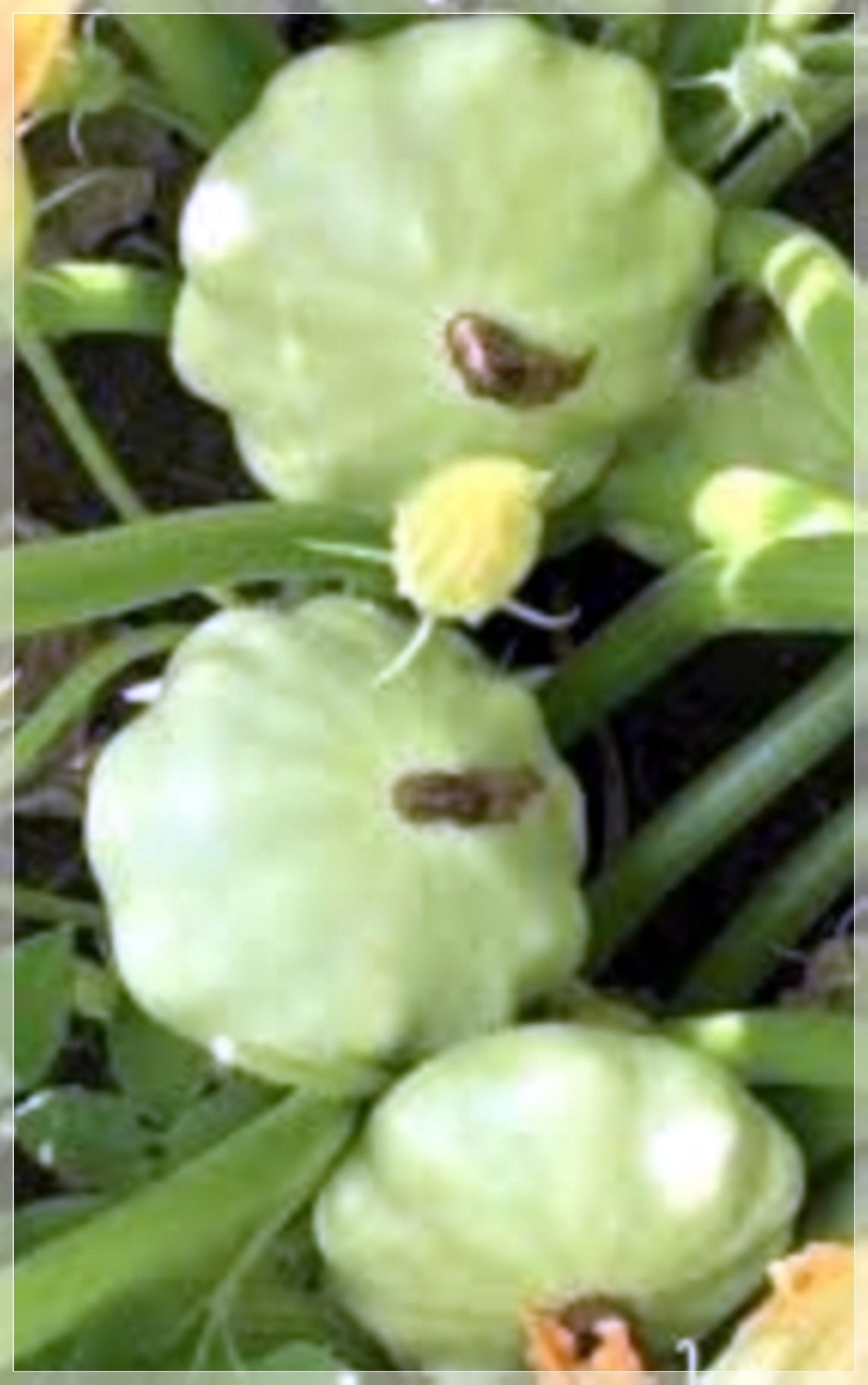 5 Seeds Bennings Green Tint Summer Squash Seeds, Pattypan, Vegetable, Natural, Non GMO, Heirloom