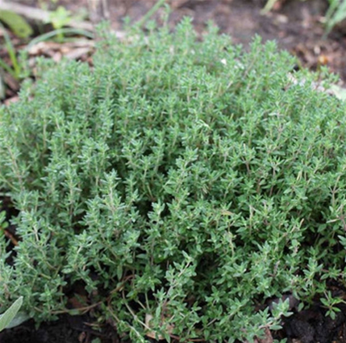 200 Seeds Creeping Thyme Seed, Spreading Oregano,  Ground Cover, Rock Cress, Aromatic Herbs, Natural, Non GMO