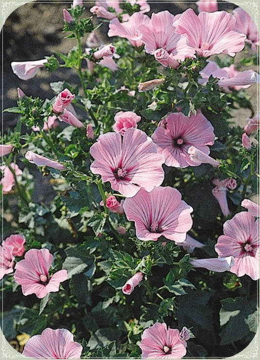 5 Seeds Rosea Mallow Hibiscus, Chinese Rose Flower Seed Natural, Non GMO, Heirloom