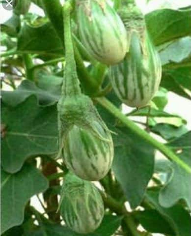 50 Seeds Green Turtle Eggplant, Thai Vegetable, Small Brinjal, Natural, Non GMO