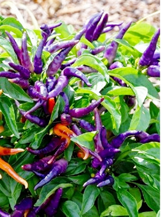 50 Seeds Purple Gin Pepper, Cayenne Chili, Natural, Non GMO