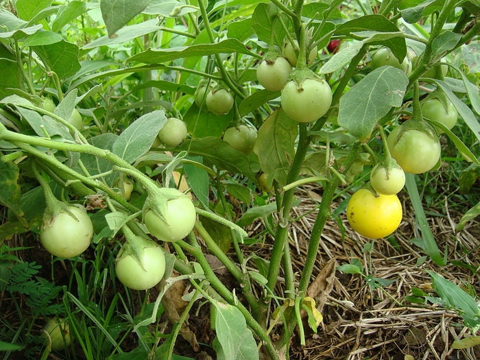 30 Seeds Super Friable Eggplant, Clear Green Thai Eggplant Super To Lae, Natural, Non GMO