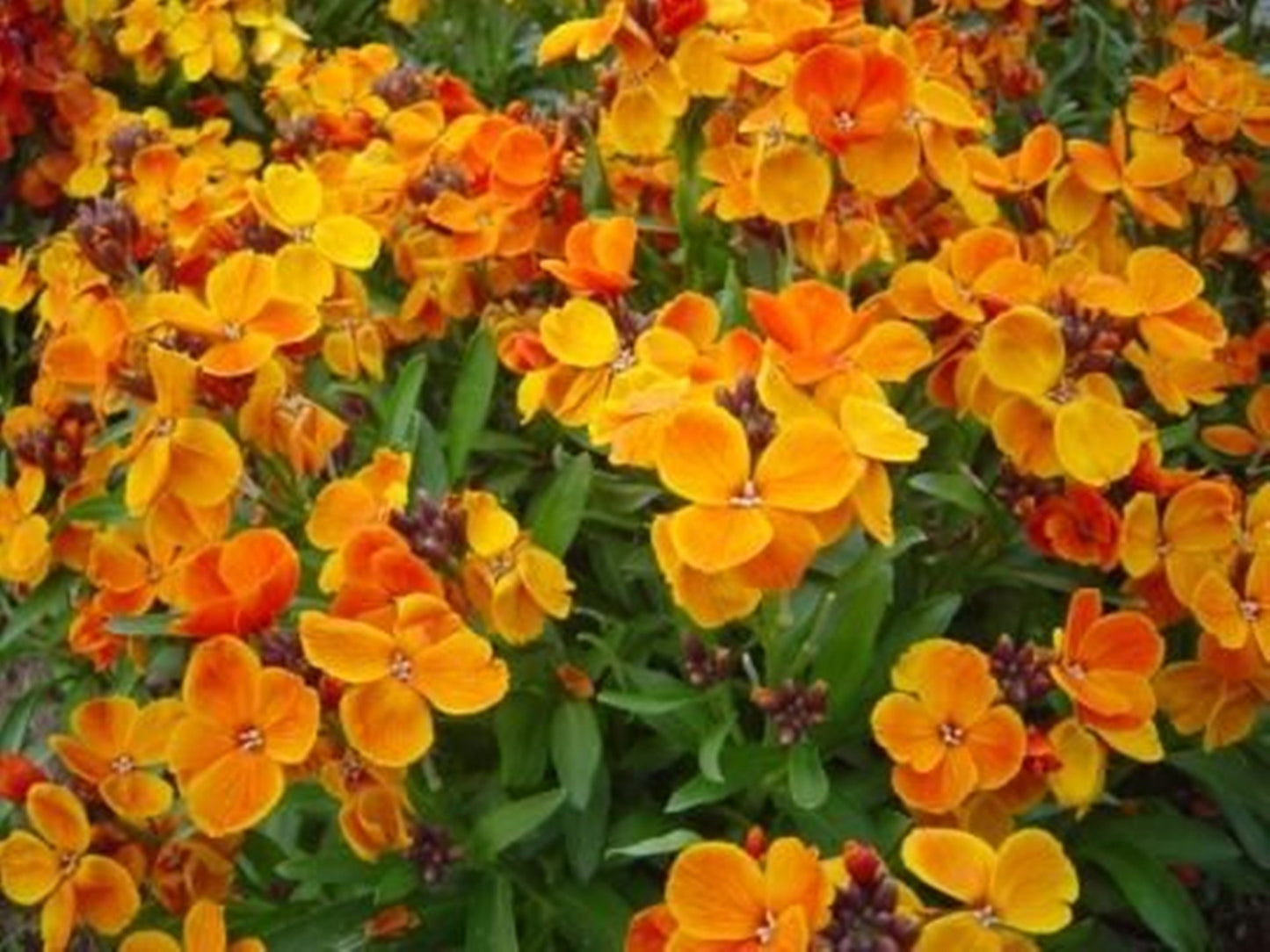 30 Seeds Orange Matthiola Incana Flower Seeds Hoary Stock, Heirloom