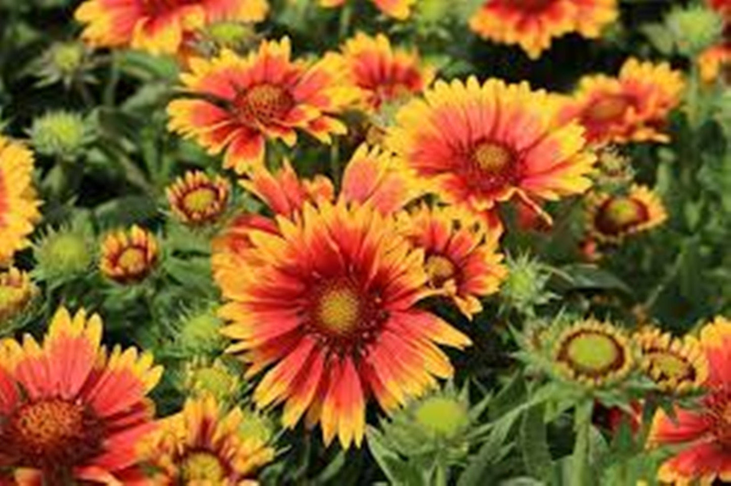 20 Seeds Fireball Gaillardia Aristata Diligent Blanket Flower Seeds, Heirloom