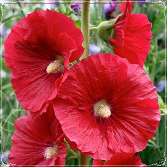 20 Seeds Red Hibiscus Seed, Hollyhock Flower, Natural, Non GMO, Heirloom, Alcea Rosea, Rose Papale