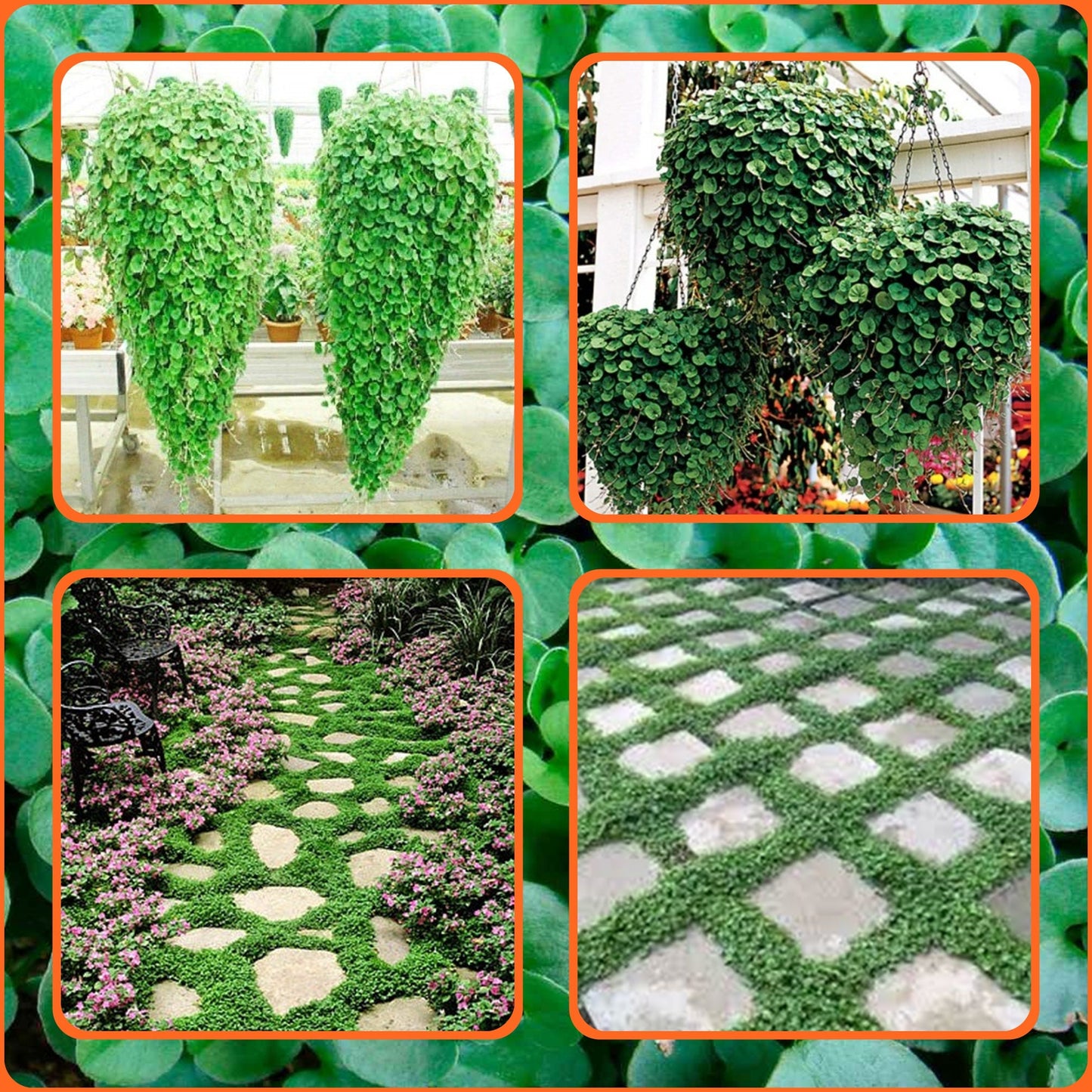 50 Seeds Frost Resistant Dichondra Repens Mouse Ear Seeds, Anagallis Flower Seed, Natural, Non GMO, Heirloom