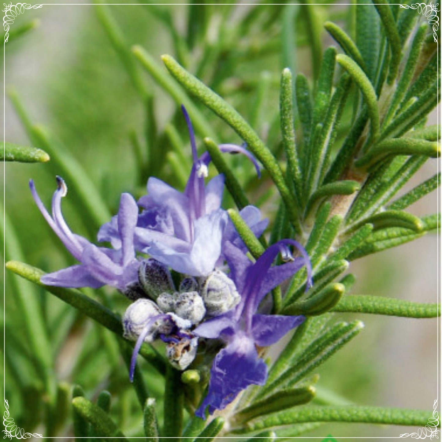 20 Seeds Potted Rosemary Seeds, Aromatic, Natural, Non GMO, Compass Weed, Encensier, Polar Plant, Rosmarin