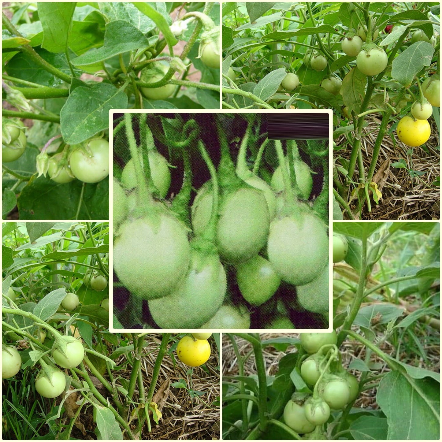 30 Seeds Super Friable Eggplant, Clear Green Thai Eggplant Super To Lae, Natural, Non GMO