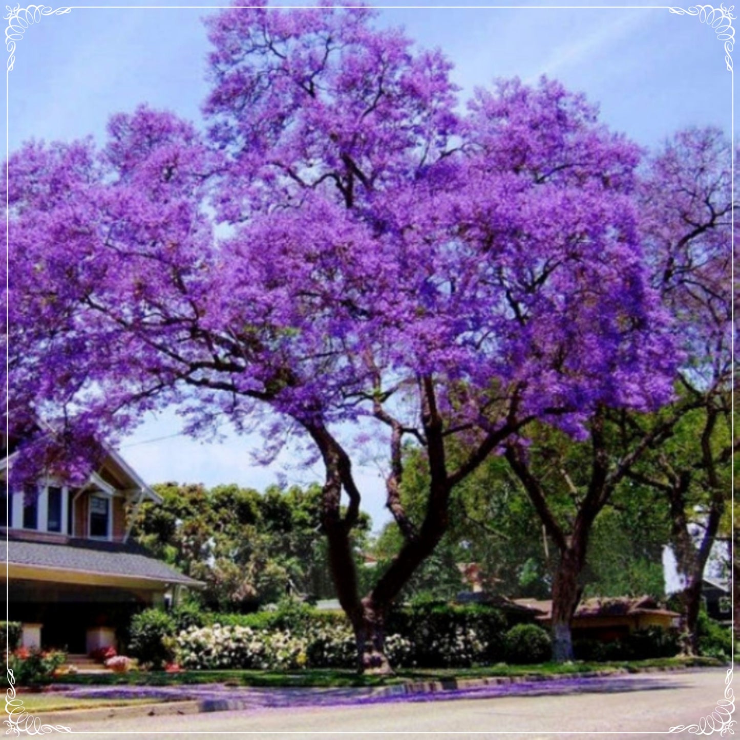20 Seeds Tomentasa Paulownia Tree, Princess Tree Seed, Royal, Fastest Growing Forest Trees, Bonsai, Natural