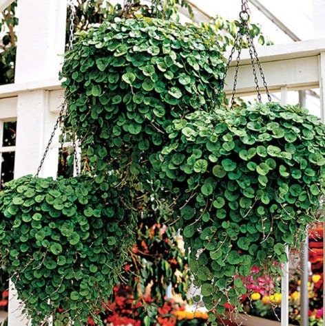 50 Seeds Frost Resistant Dichondra Repens Mouse Ear Seeds, Anagallis Flower Seed, Natural, Non GMO, Heirloom