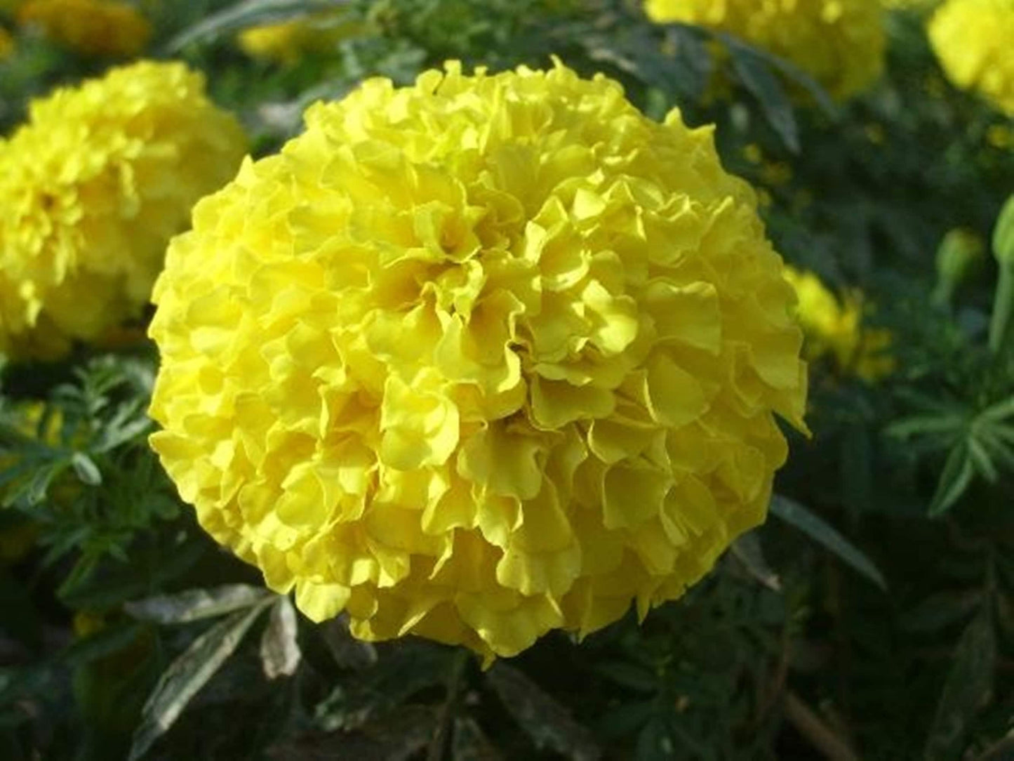 50 Seeds Thai Yellow Marigold Flower Seeds, Yellow Marigold Tagetes Patula Nana