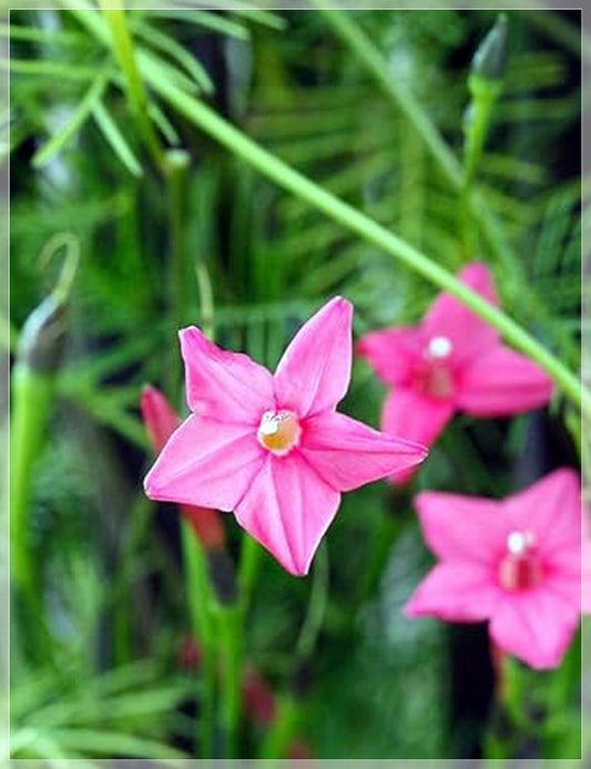 10 Seeds Pink Cypress Vine, Ipomoea Quamoclit, Cardinal Climber