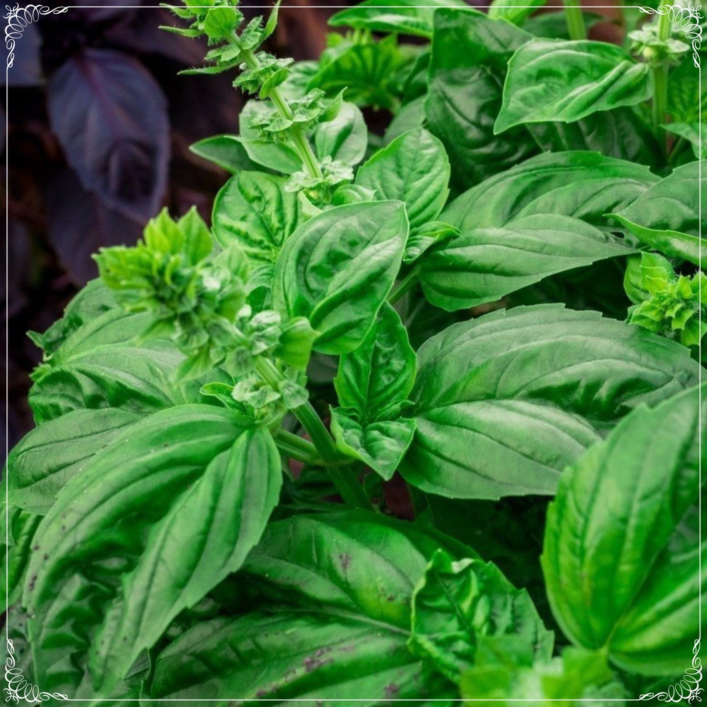 50 Seeds Lettuce Leaf Basil Seed, Aromatic Herbs, Natural, Non GMO, Heirloom