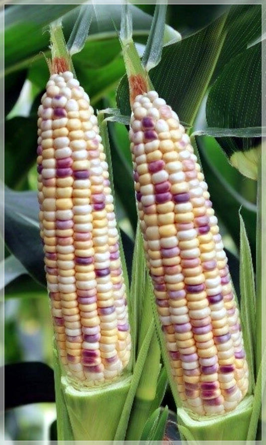 10 Seeds Thai Yellow Black Waxy Corn, Candle Corn Seeds, Natural, Non Gmo