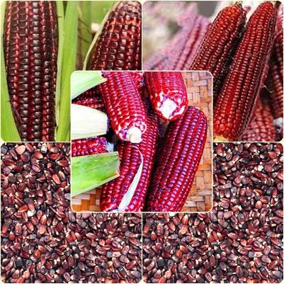 5 Seeds Big Dark Red Corn Seeds, Thai Purple Field, Bloody Butcher Sweet Zea Mays, Natural, Non GMO