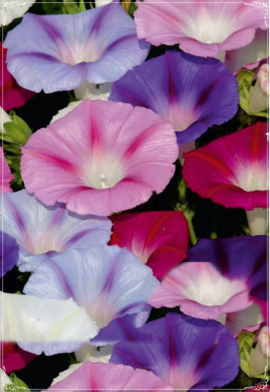10 Seeds Mixed Tall Ipomoea Purpurea Seed, Ivy Flower, Natural, Non GMO, Heirloom
