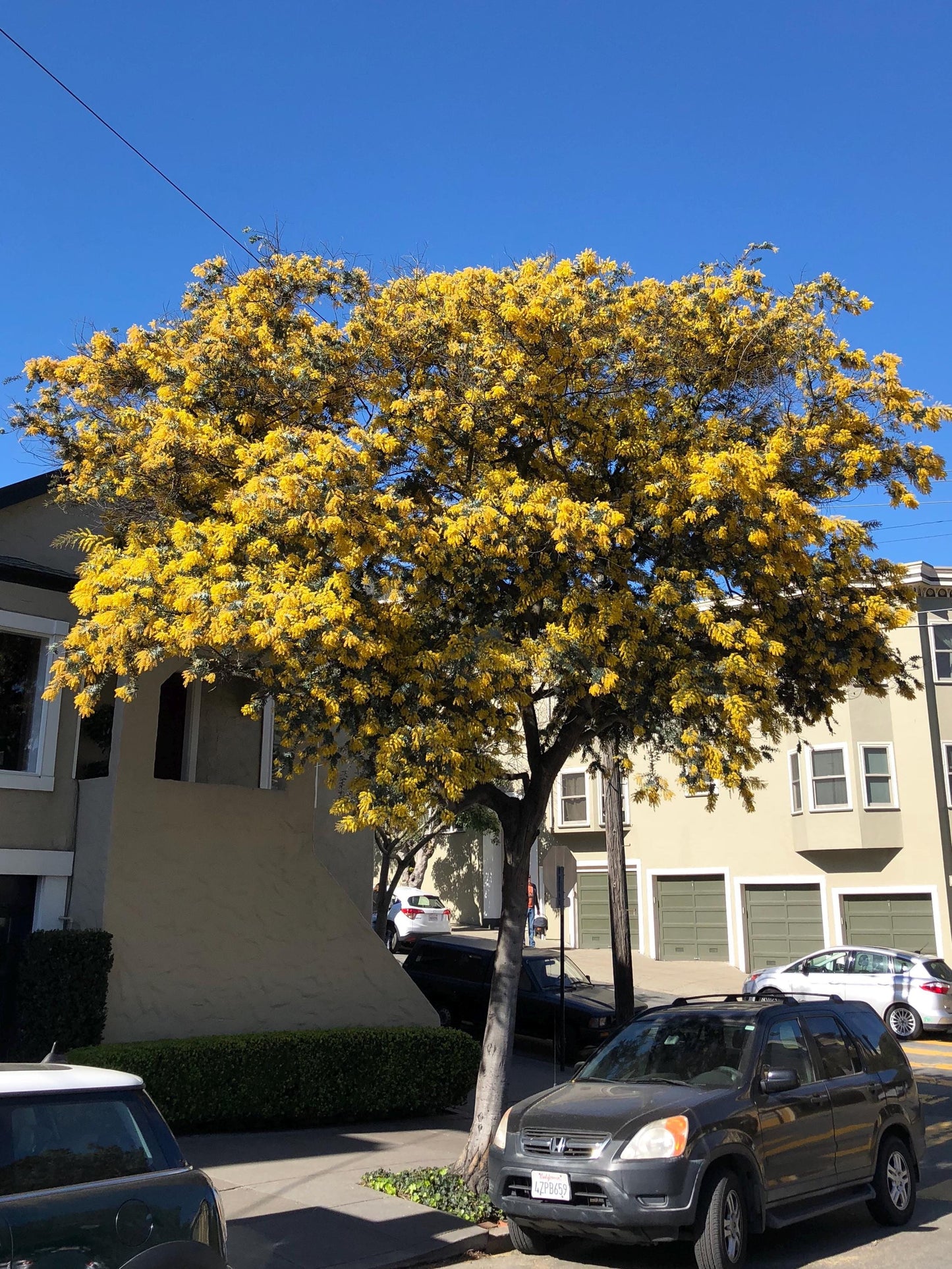 20 Seeds Acacia House Lead Tree, Jumbay, Pearl Wattl, River Tamarind, Thai Plant, Natural, Non GMO