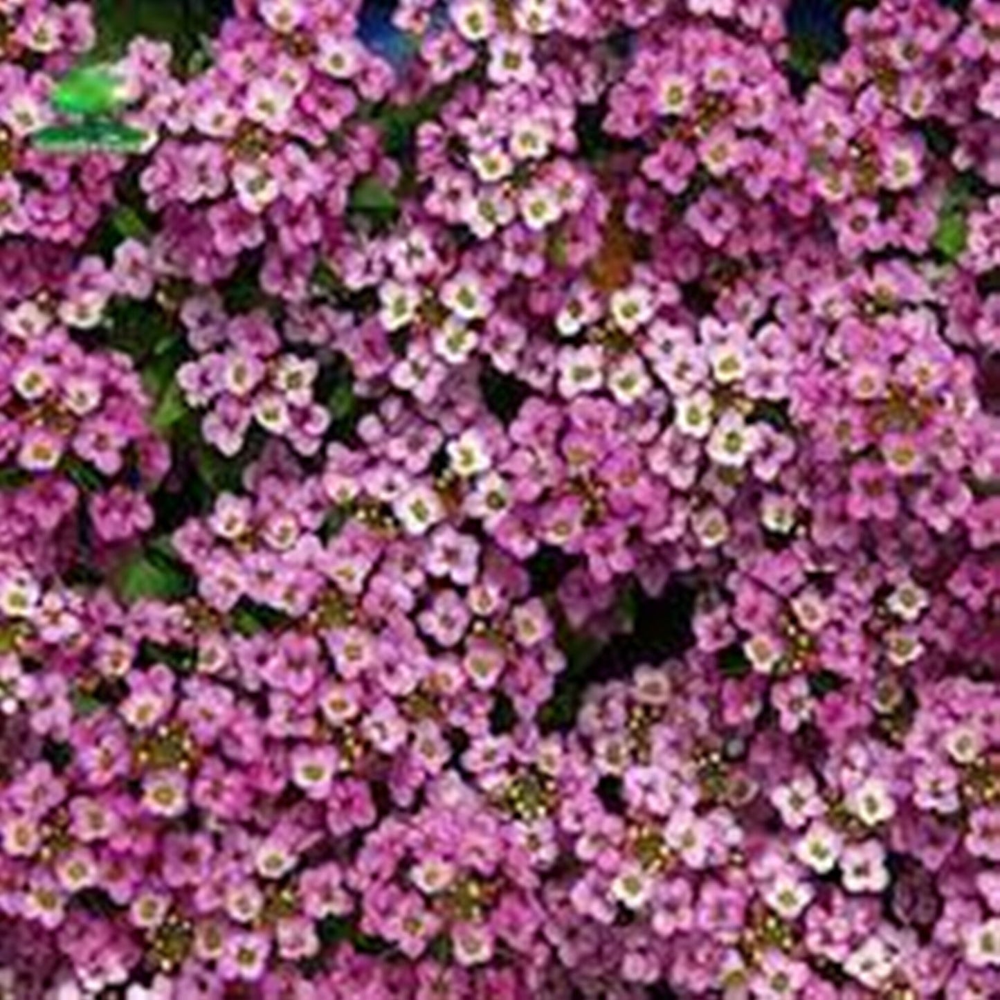 50 Seeds Pink Fragrant Sweet Alyssum, Alison Flower Seed, Royal Carpet, Lobularia Maritima, Natural, Ground Cover