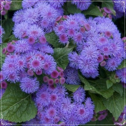 100 Seeds Ageratum Mexicanum Blue, Floss Flower, Steamer Smoke Seed, Mink, Natural, Non GMO, Heirloom