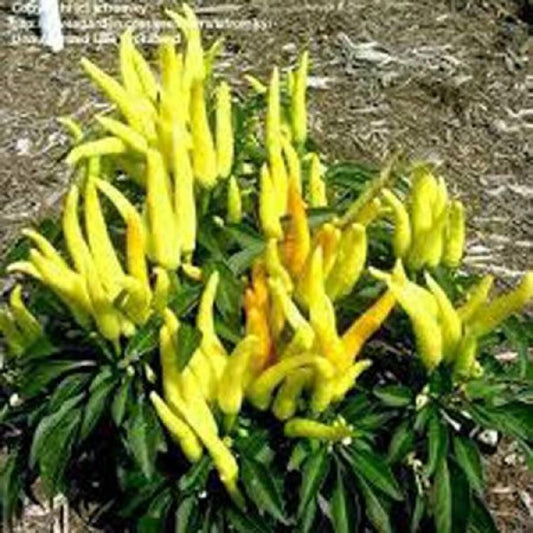 100 Seeds Yellow Upward Edible Ornamental Gin Pepper Seed, Cayenne Chili, Medusa Natural, Non GMO, Heirloom