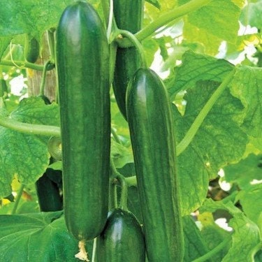 50 Seeds Super Beit Alpha Cucumber, Persian, Lebanese Cucumber, Fragrant Manny, Natural, Non GMO, Heirloom