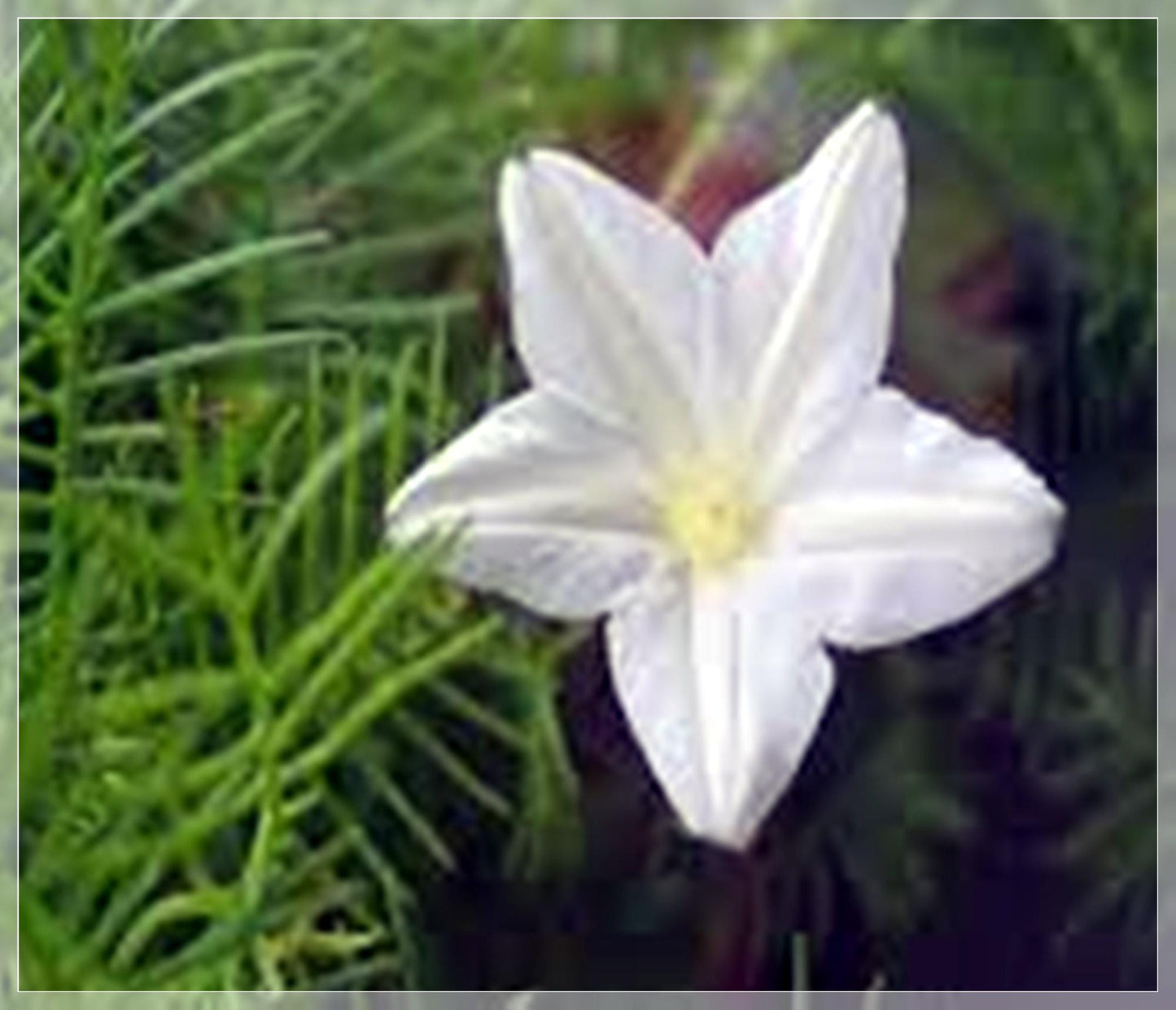 10 Seeds White Cypress Vine, Ipomoea Quamoclit, Cardinal Climber