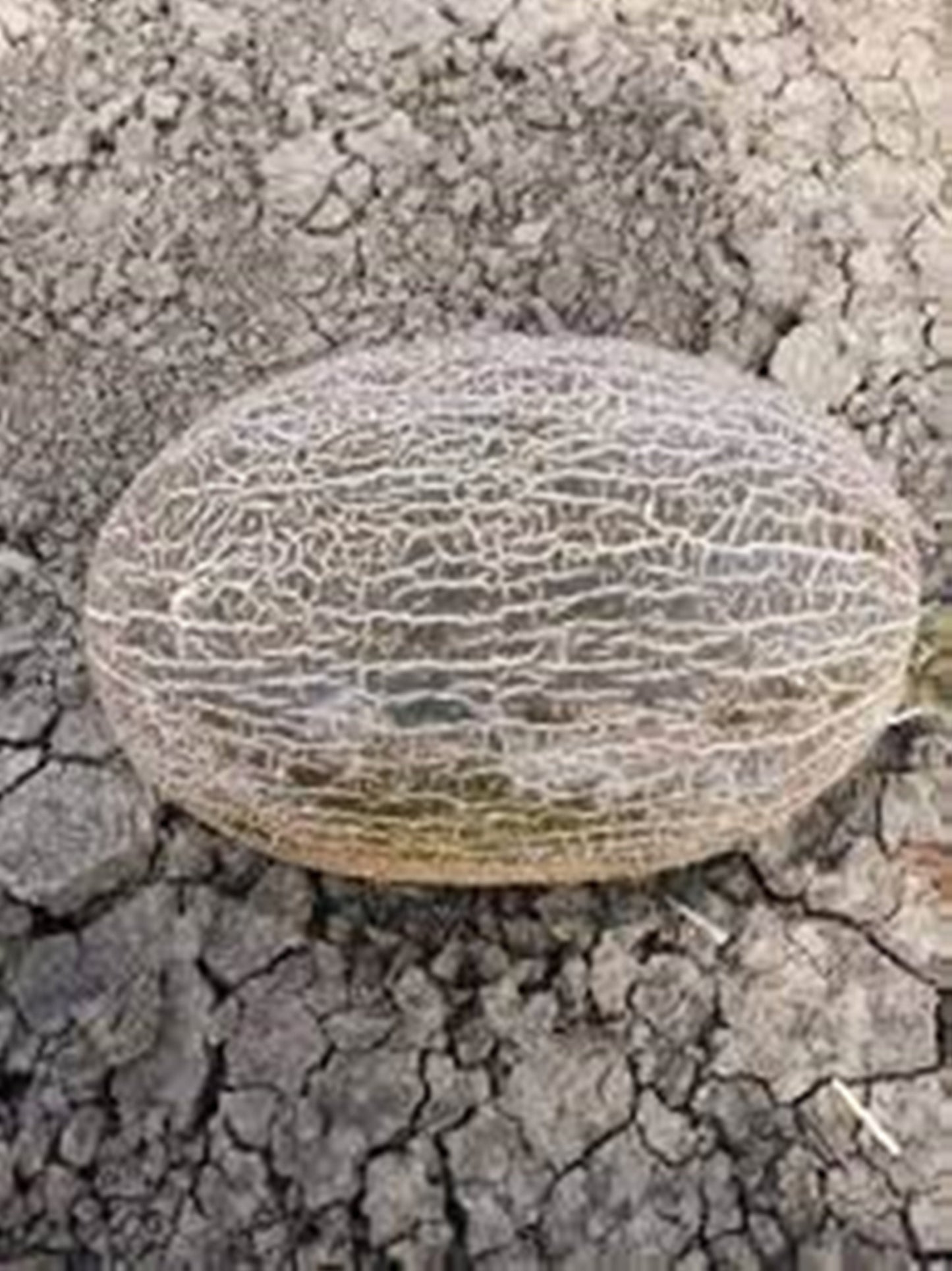 15 Seeds Chocolate Melon Seeds, Santa Claus Natural, Non GMO, Heirloom