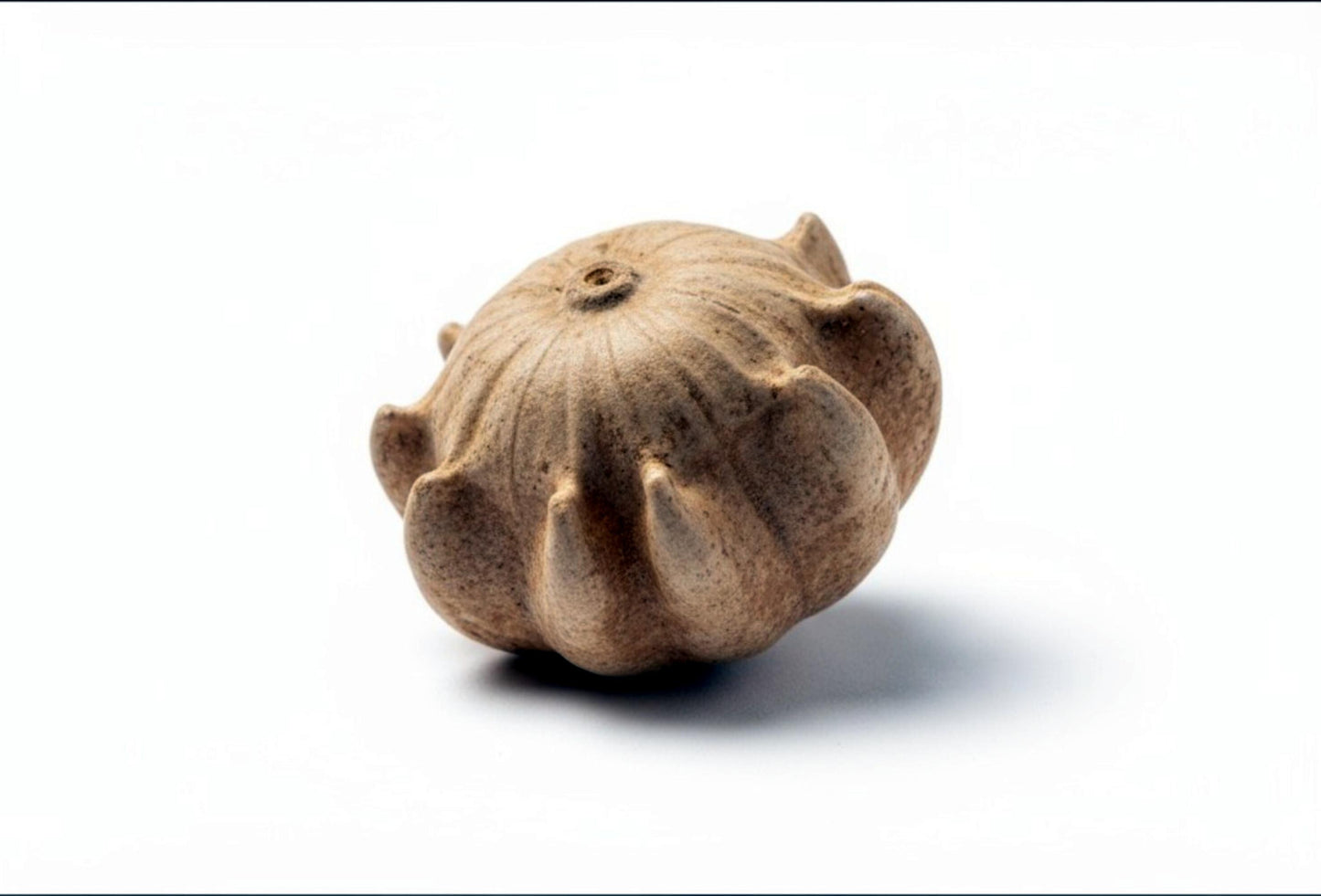5 Seeds Crown of Thorns Shenot Gourd Seeds, Heirloom Non‑GMO Ornamental Gourds for Decorative Fall Displays and Crafting