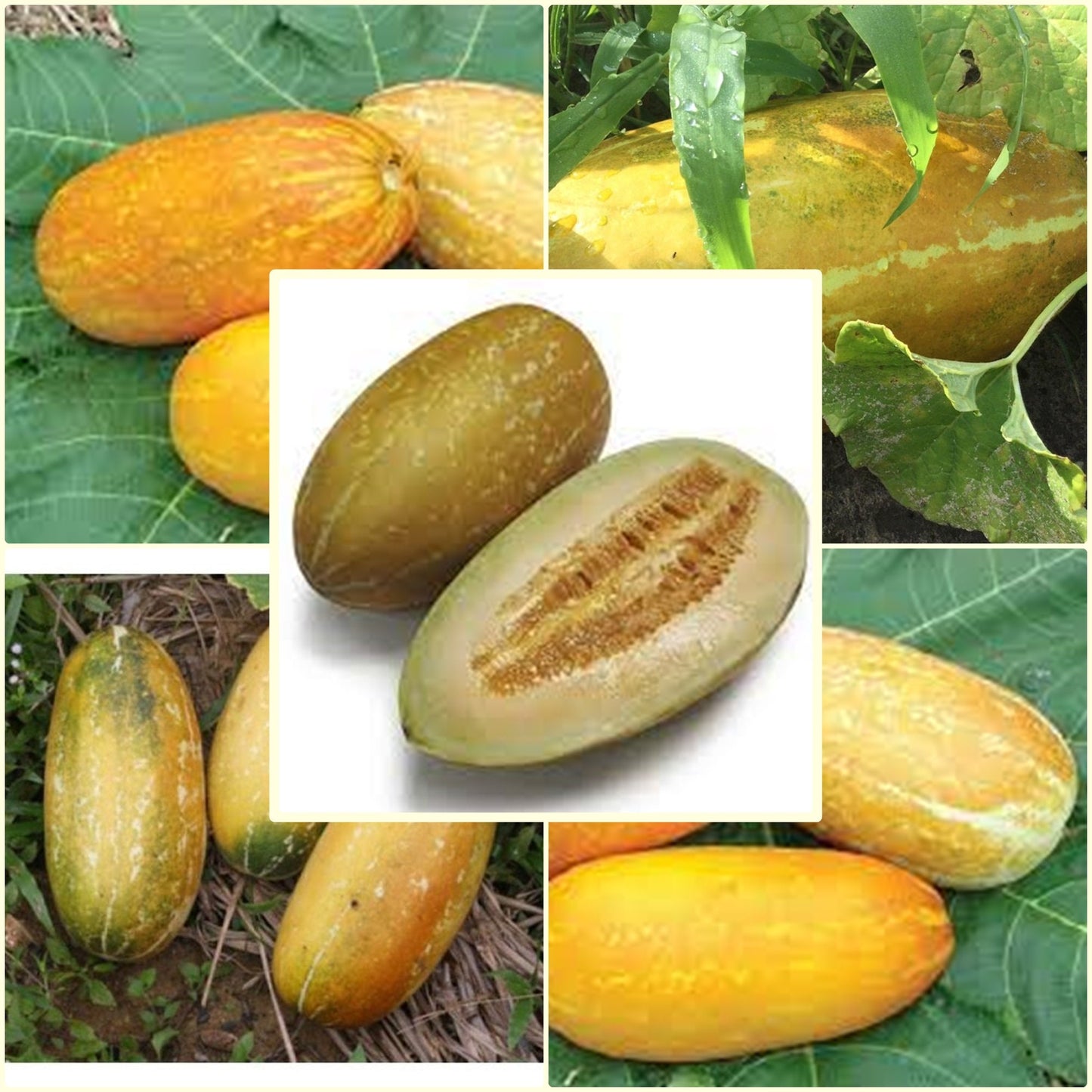 15 Seeds Thai Golden Musk Melon, Ripe Melon, Natural, Non GMO