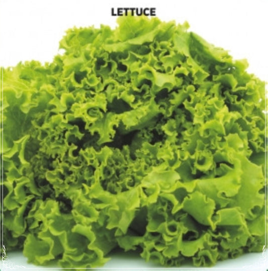 1500 Seeds Winter Curly Lettuce Seed, Simpson Leaf Lollo, Green Salad , Natural, Non GMO, Heirloom