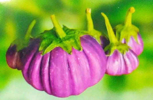 20 Seeds Brittle Purple Dish Eggplant, Thai Vegetable, Natural, Non GMO